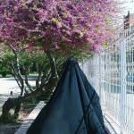 عاطفه کوه شاهی